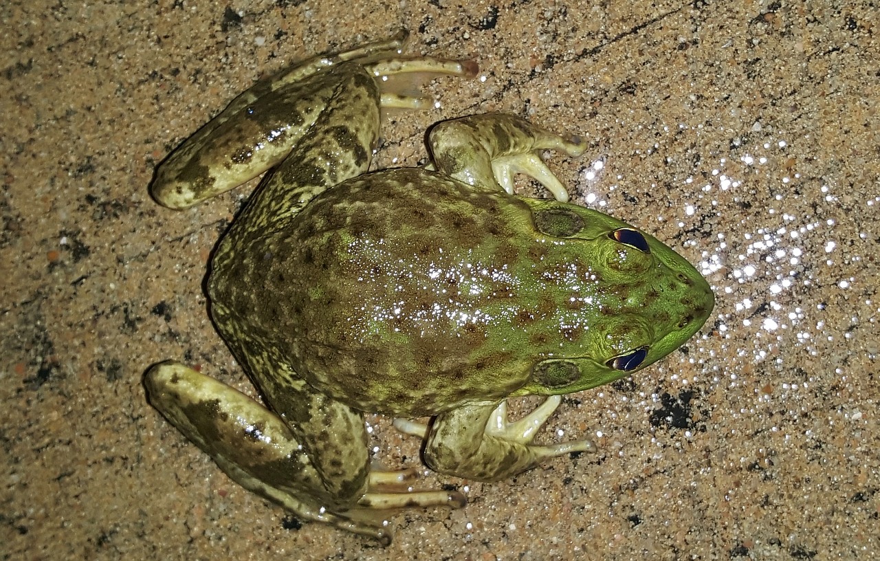 bullfrog-1435127_1280