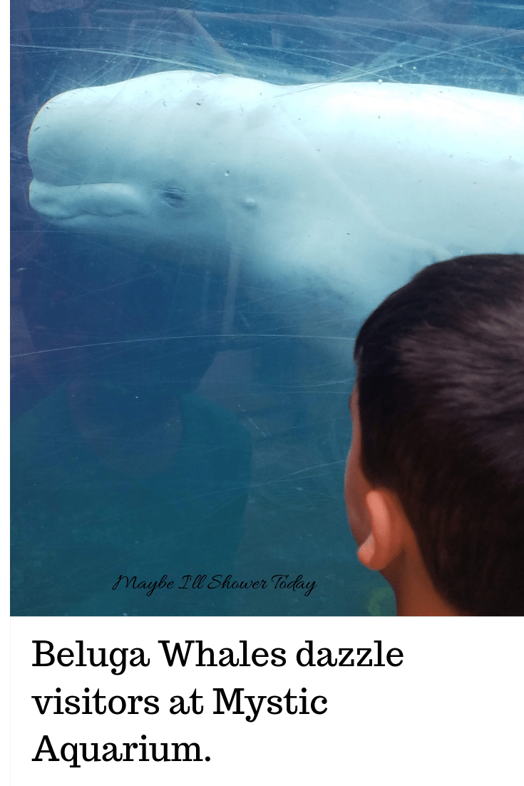 MysticAquariumBeluga