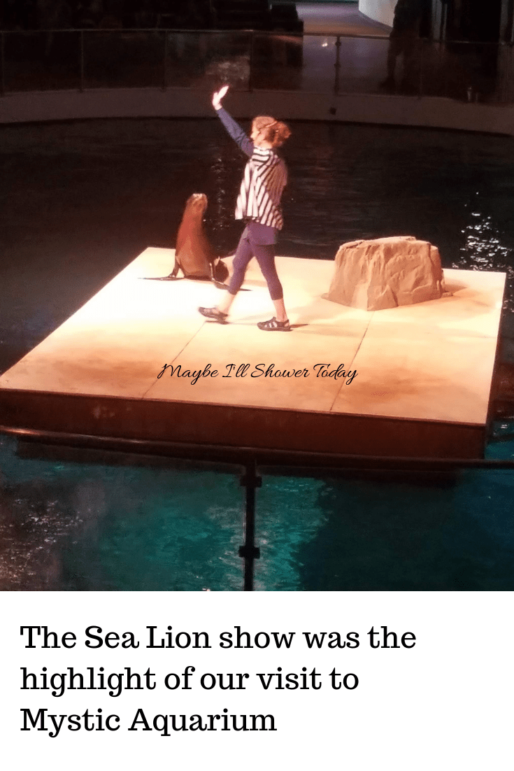 mysticaquariumsealion